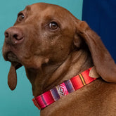 Inca Orange Dog Collar by Hiro & Wolf